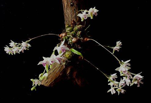 Dendrobium garrettii.jpg