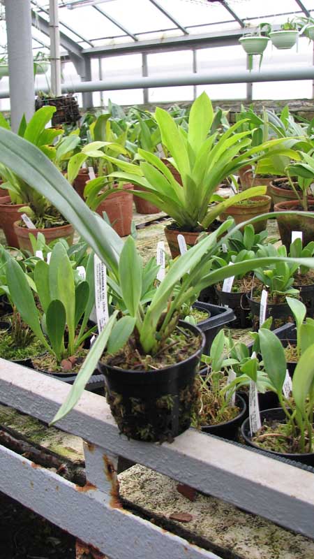 Фото орхидеи Maxillaria grandimentum с бутонами.