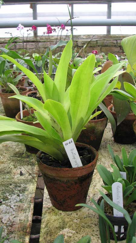 Фото орхидея Huntleya vargasii