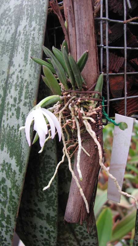 Фото орхидеи Leptotes unicolor