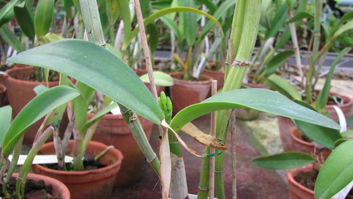 Фото орхидеи Laeliocattleya Rosette Warland x Cattleya Chocolate Drop