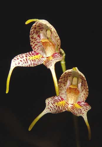 Цветение орхидеи Masdevallia amanda.jpg