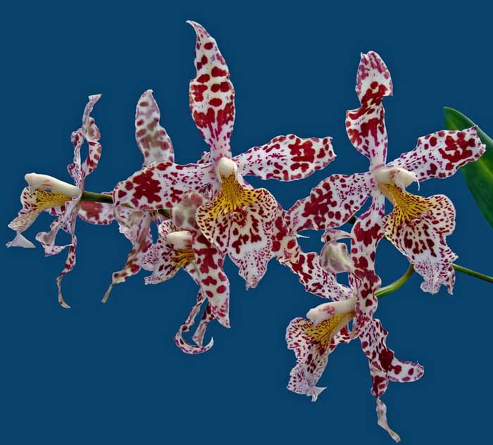 Цветение орхидеи Odontoglossum Cynthia Hill.jpg