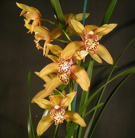 Цветение орхидеи Cymbidium Chen's Ruby 'ORCHIS'.JPG