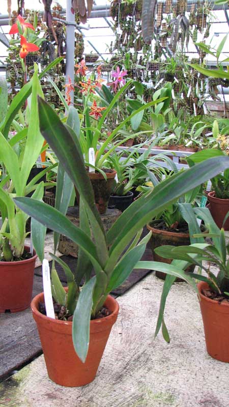 Фото орхидеи Adaglossum Gualaceo