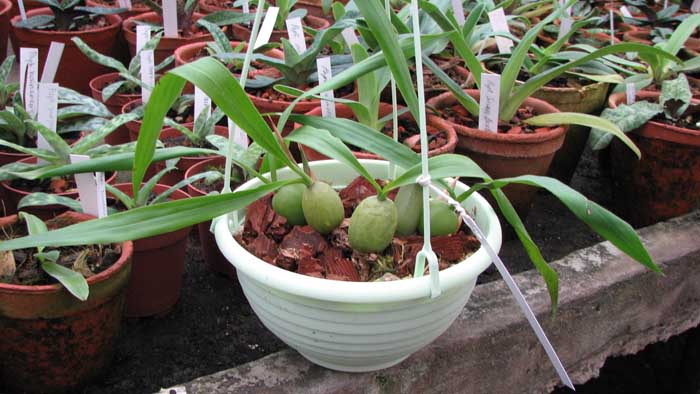 Фото орхидеи Coelogyne cristata