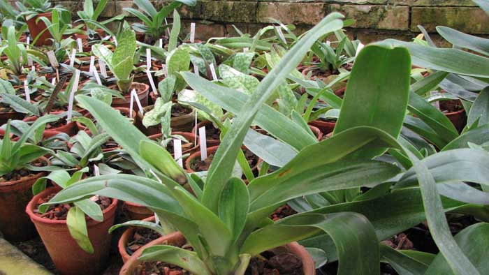 Фото орхидеи Paphiopedilum (Hotspot x Signature) x Weihnachtsblueher