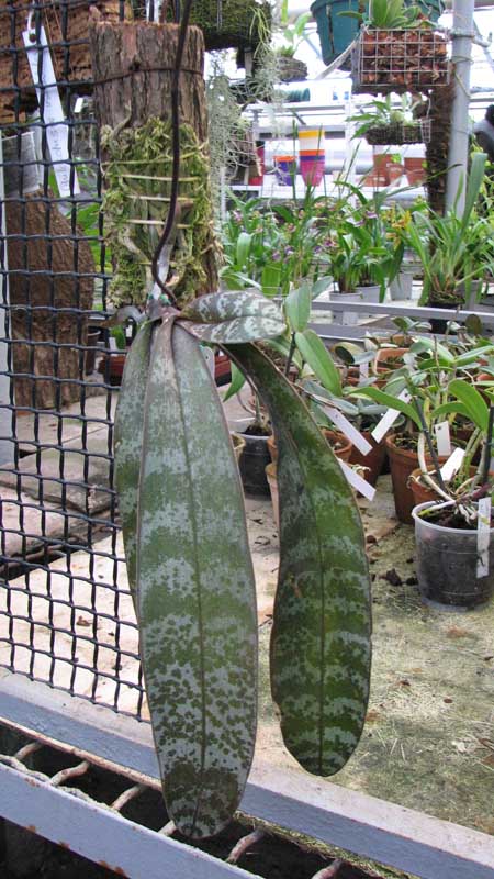 Phalaenopsis schilleriana.jpg