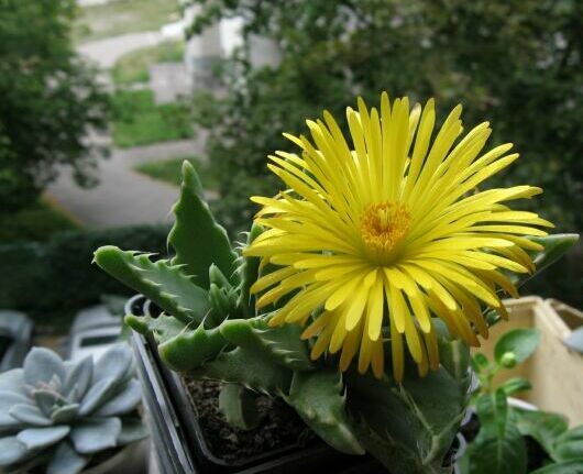 Faucaria tigrina.jpg