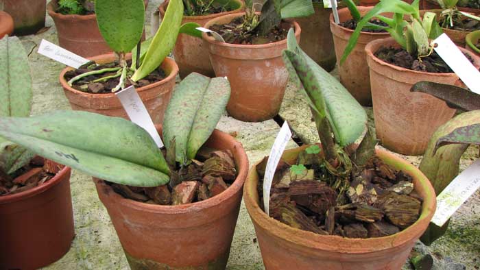 Фото орхидеи Oncidium (paphilio x kalihi) 'Green Valley'