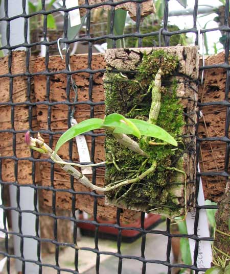 Фото орхидеи Dendrobium moniliforme Raizan