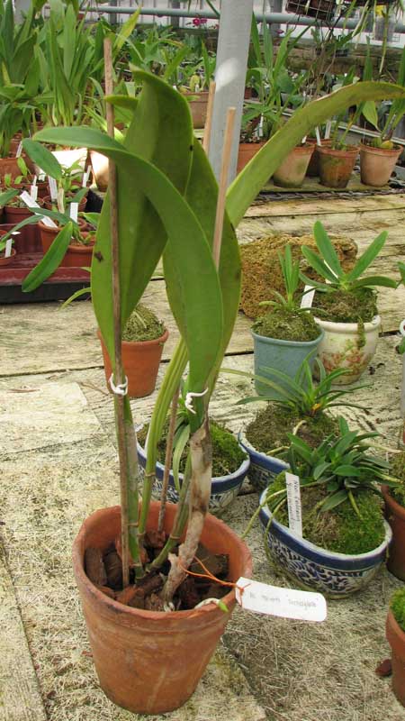 Фото орхидеи Brassolaeliocattleya Malworth 'Orchidglade'