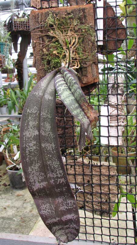 Фото орхидеи Phalaenopsis stuartiana