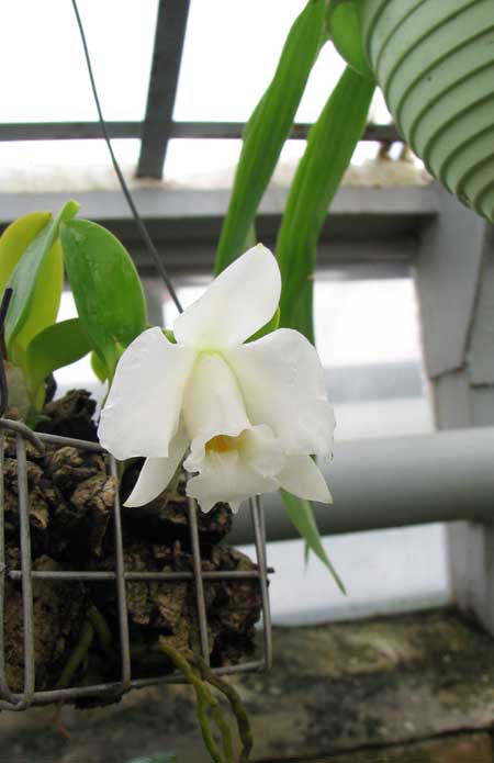 Фото орхидеи Laelia alaori alba 'Snowflake'