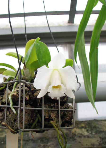 Миниатюрная орхидея Laelia alaori alba 'Snowflake'
