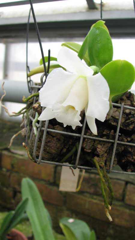 Laelia alaori alba 'Snowflake' фото орхидеи.jpg