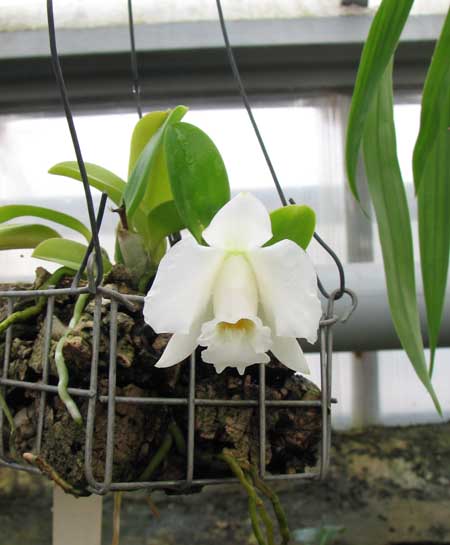 Laelia alaori alba 'Snowflake' миниатюрная орхидея.jpg