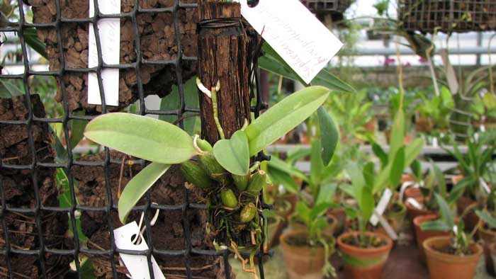 Фото орхидеи Sophronitis brevipedunculata