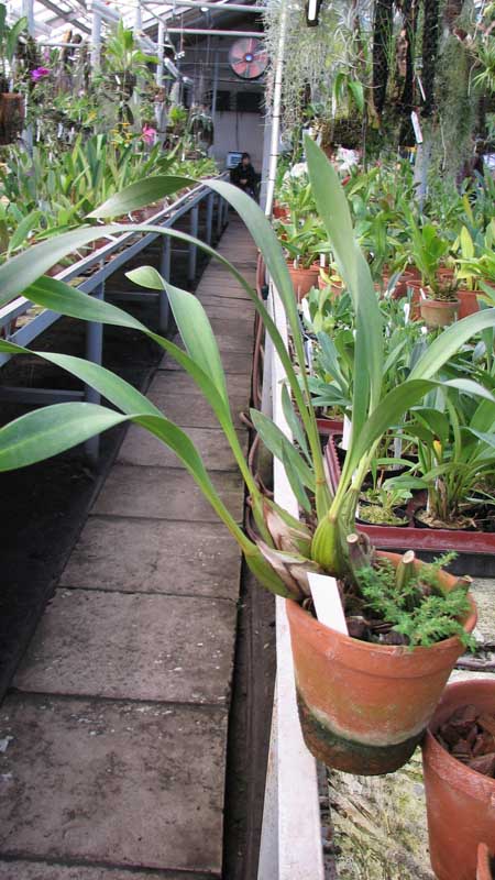 Фото орхидеи Maxillaria porphyroglossa