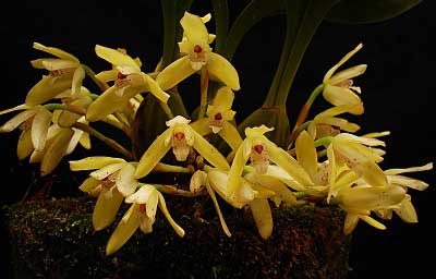 Цветение орхидеи Maxillaria porphyroglossa