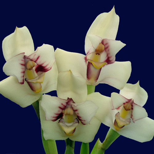 Цветение орхидеи Maxillaria irrorata