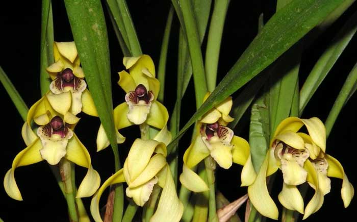 Цветение орхидеи Maxillaria porphyrostele