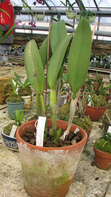 Фото орхидеи Brassocattleya Golf Green 'Hair Pig'