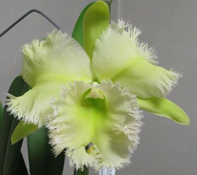 Цветение орхидеи Brassocattleya Golf Green 'Hair Pig'