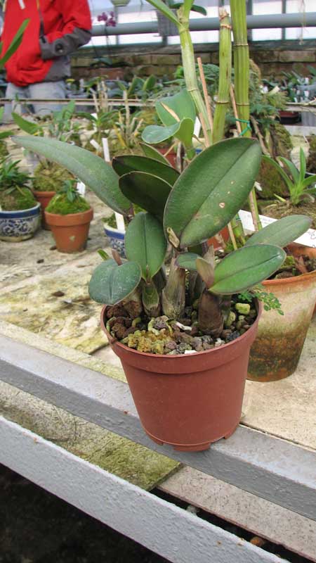 Фото орхидеи Laelia milleri