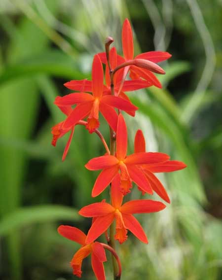 Цветение орхидеи Laelia milleri.jpg