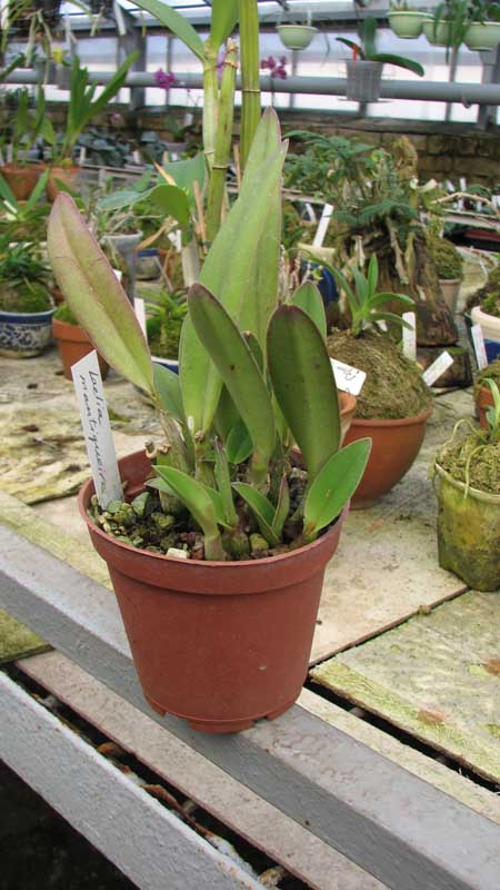 Фото орхидеи Laelia mantiqueirae