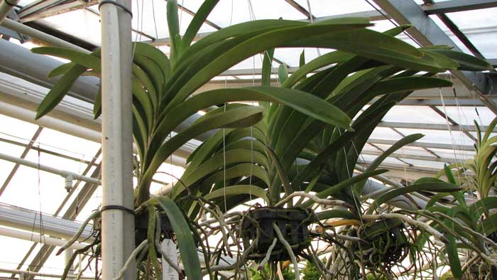 Орхидеи Ascocenda Pak Hai x Vanda Dr Anek.jpg