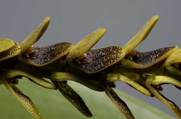 Цветение орхидеи Pleurothallis saurocephala