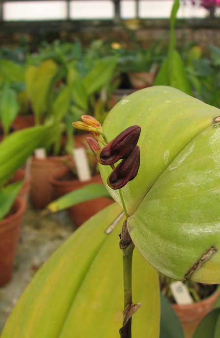 Бутоны орхидеи Pleurothallis cocornaensis
