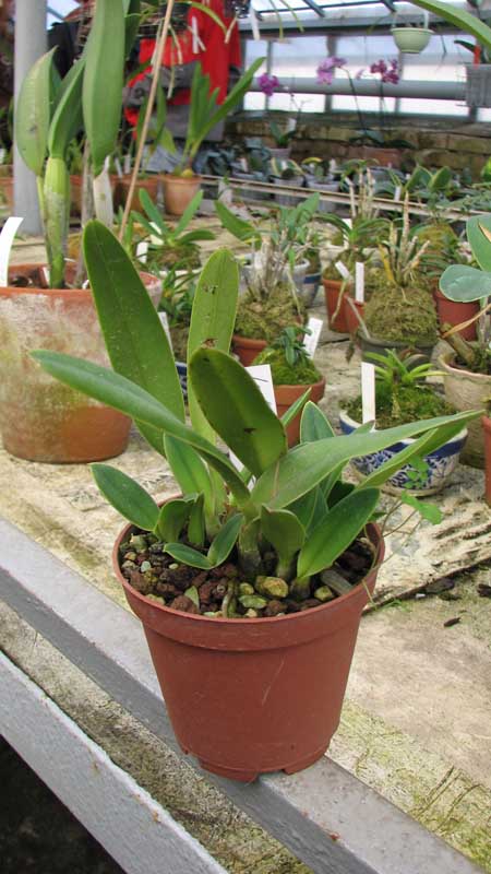 Фото орхидеи Laelia crispilabia