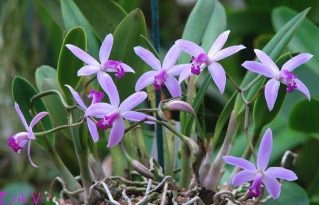 Цветение орхидеи Laelia crispilabia