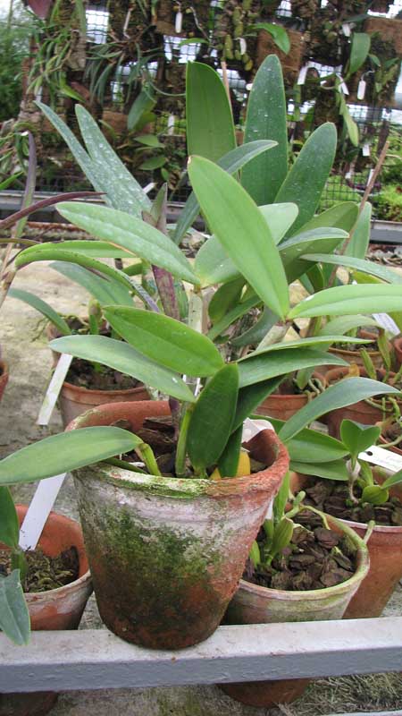 Фото орхидеи Cattleya Interglossa