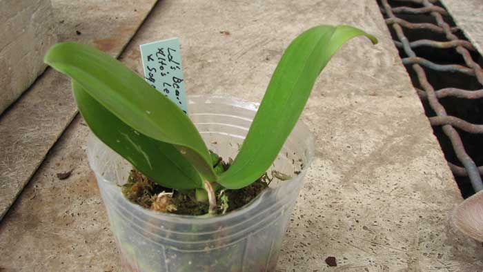 Фото орхидеи Phalaenopsis Ld's Bear Queen x (Dtps. Ho's Leamon Squash x Sogo Nihou)