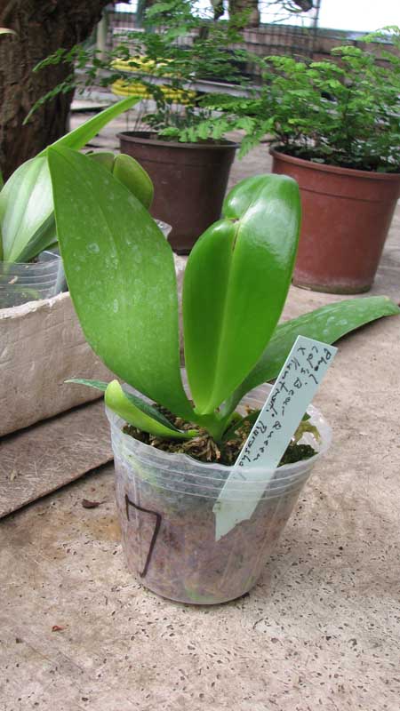 Фото орхидеи Phalaenopsis Ld's Bear Queen x Kuntrarti Rarashati