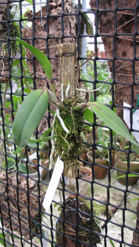 Фото орхидеи Sophrocattleya Pearllouis (Cattleya bicolor alba x Sophronitis coccinea)