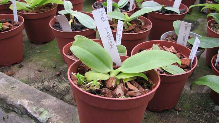 Фото орхидеи Phalaenopsis modesta