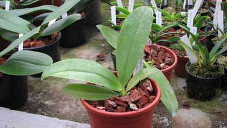 Фото орхидеи Phalaenopsis hieroglyphica