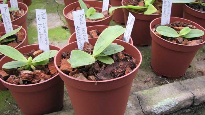 Фото орхидеи Phalaenopsis cornu cervi var. thalebanii