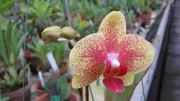 Цветущущая орхидея Doritaenopsis I-Hsin Golden Prince