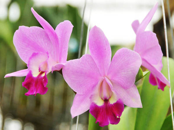 Цветение миниатюрной каттлеи Laeliocattleya (Orglade's Glow-Love Knot) 'Hsinying'.jpg
