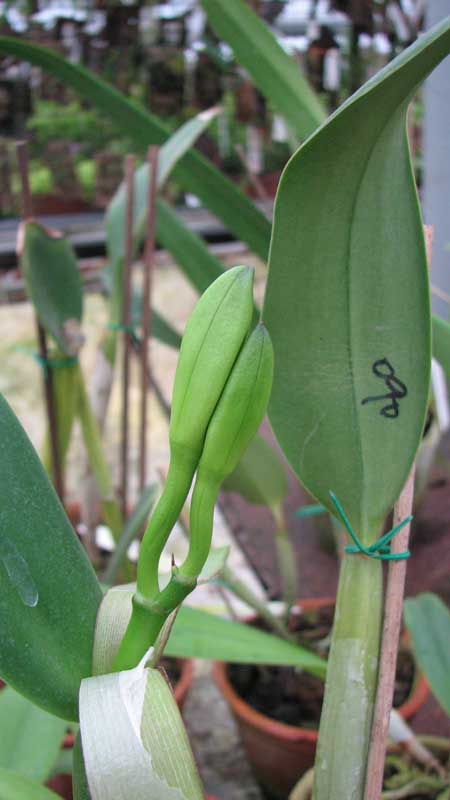 Фото орхидеи Cattleya walkeriana x Cattleya dolosa alba с бутонами