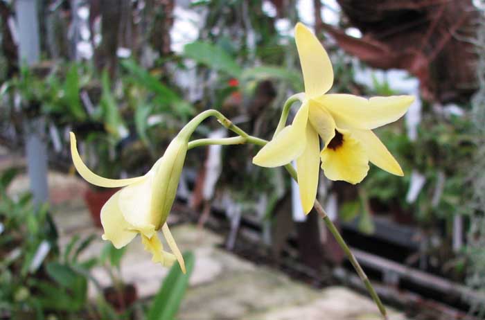 Фото орхидеи Laelia aurea