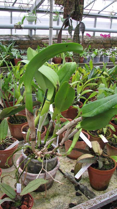 Фото орхидеи Cattleya trianae 'Pink Gem'