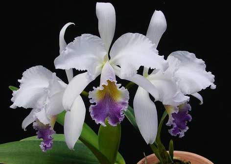 Орхидея Cattleya gaskelliana caerulea.jpg