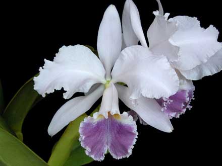 Орхидея Cattleya warneri caerulea.jpg